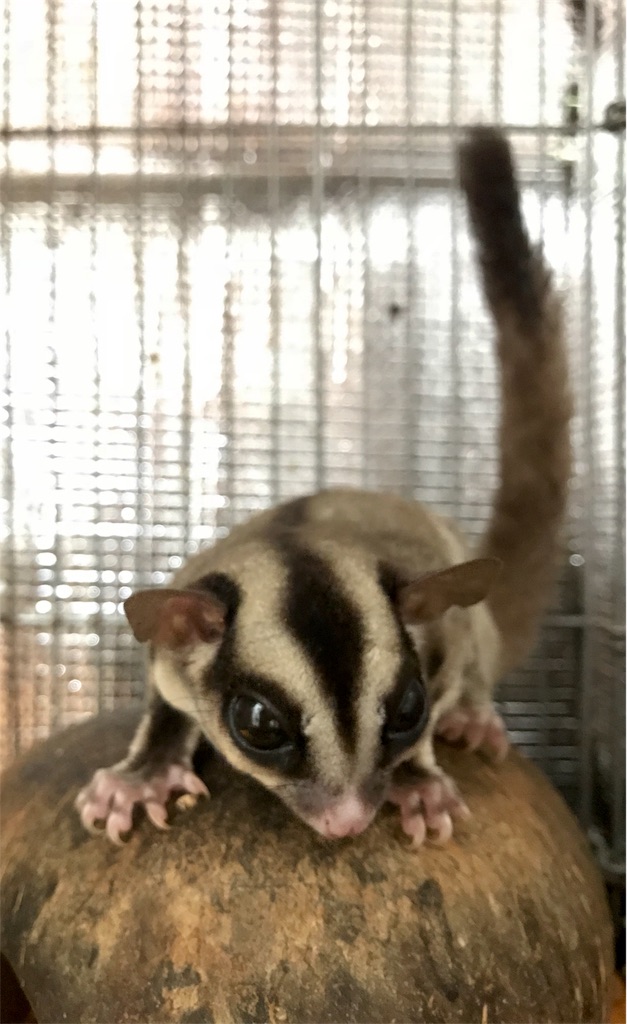 f:id:momomodoki:20171022150330j:image