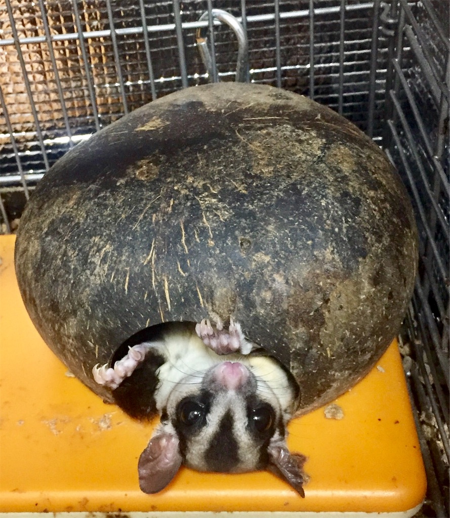 f:id:momomodoki:20171022175142j:image