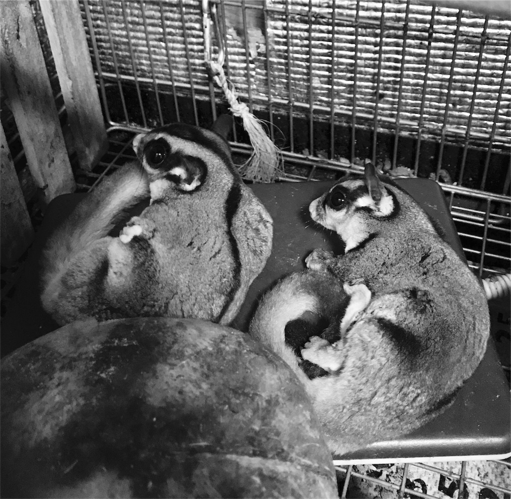 f:id:momomodoki:20171116232254j:image