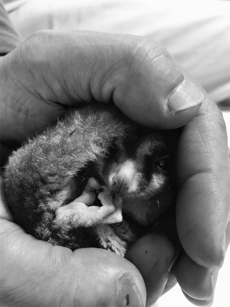 f:id:momomodoki:20171116232423j:image