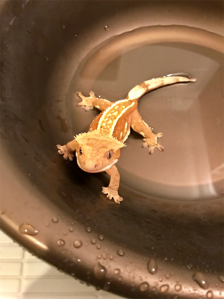 足の裏に毛が生えてるらしいんです デキる子もどきの自己満備忘録