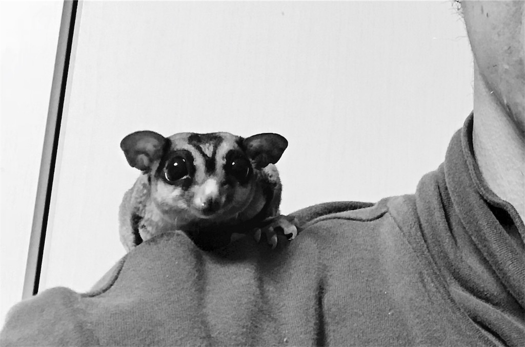 f:id:momomodoki:20171205235100j:image