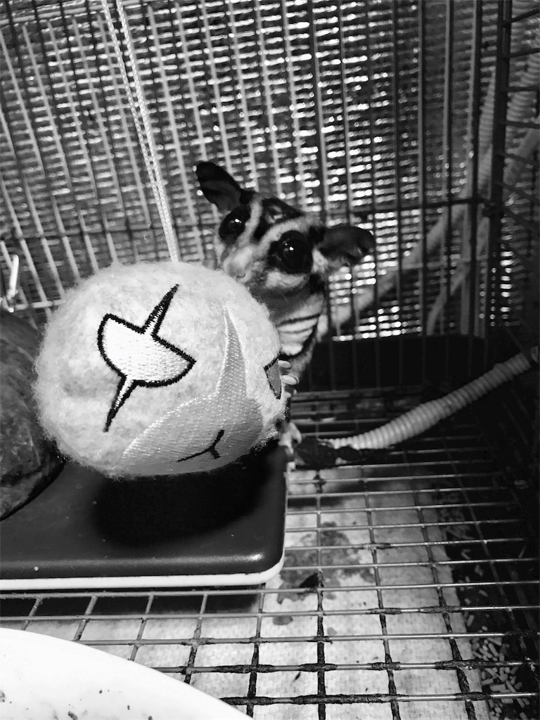 f:id:momomodoki:20171205235328j:image