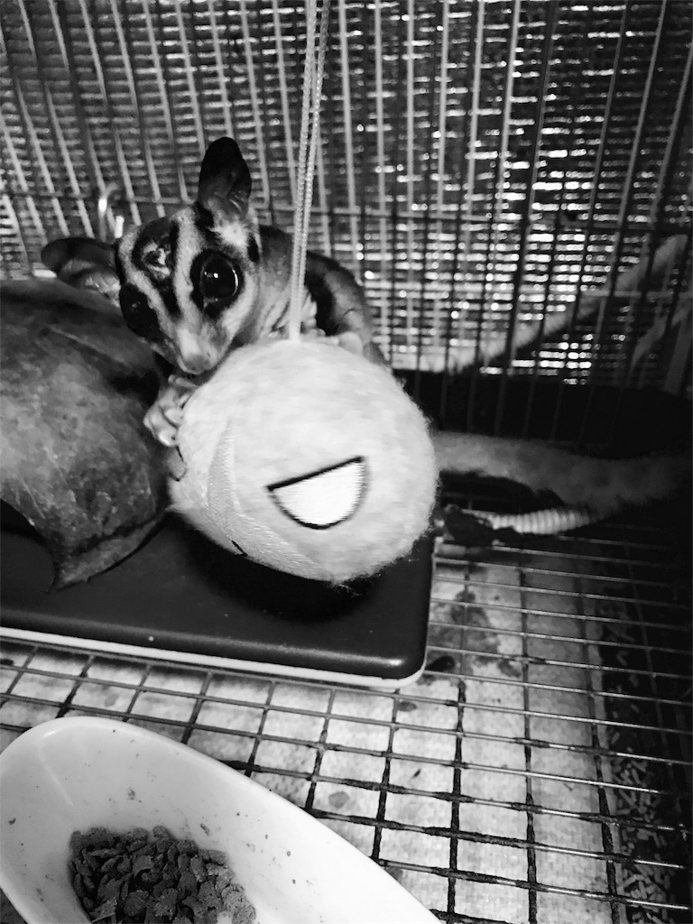 f:id:momomodoki:20171205235352j:image