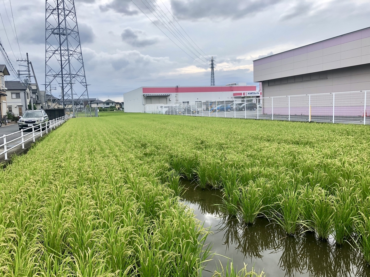 f:id:momomodoki:20200913222210j:plain