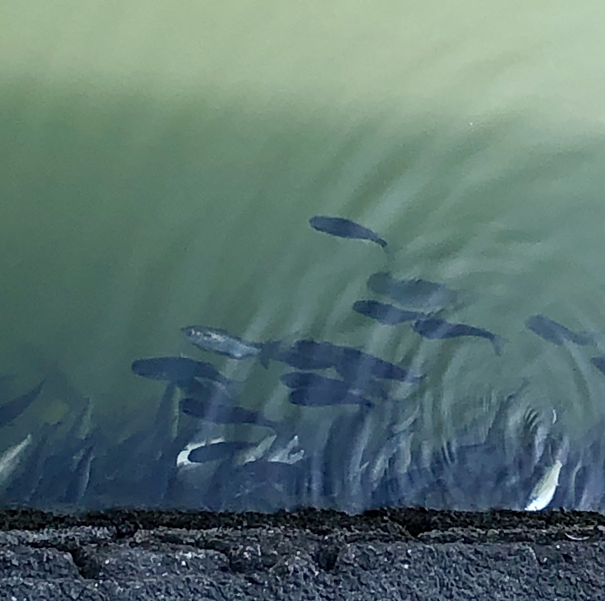 外出自粛です デキる子もどきの自己満備忘録