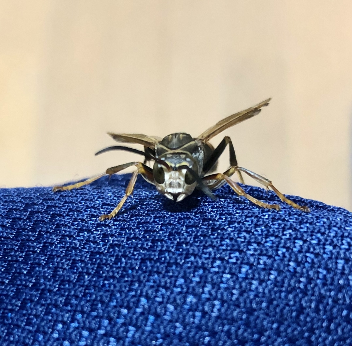 f:id:momomodoki:20210824234423j:plain