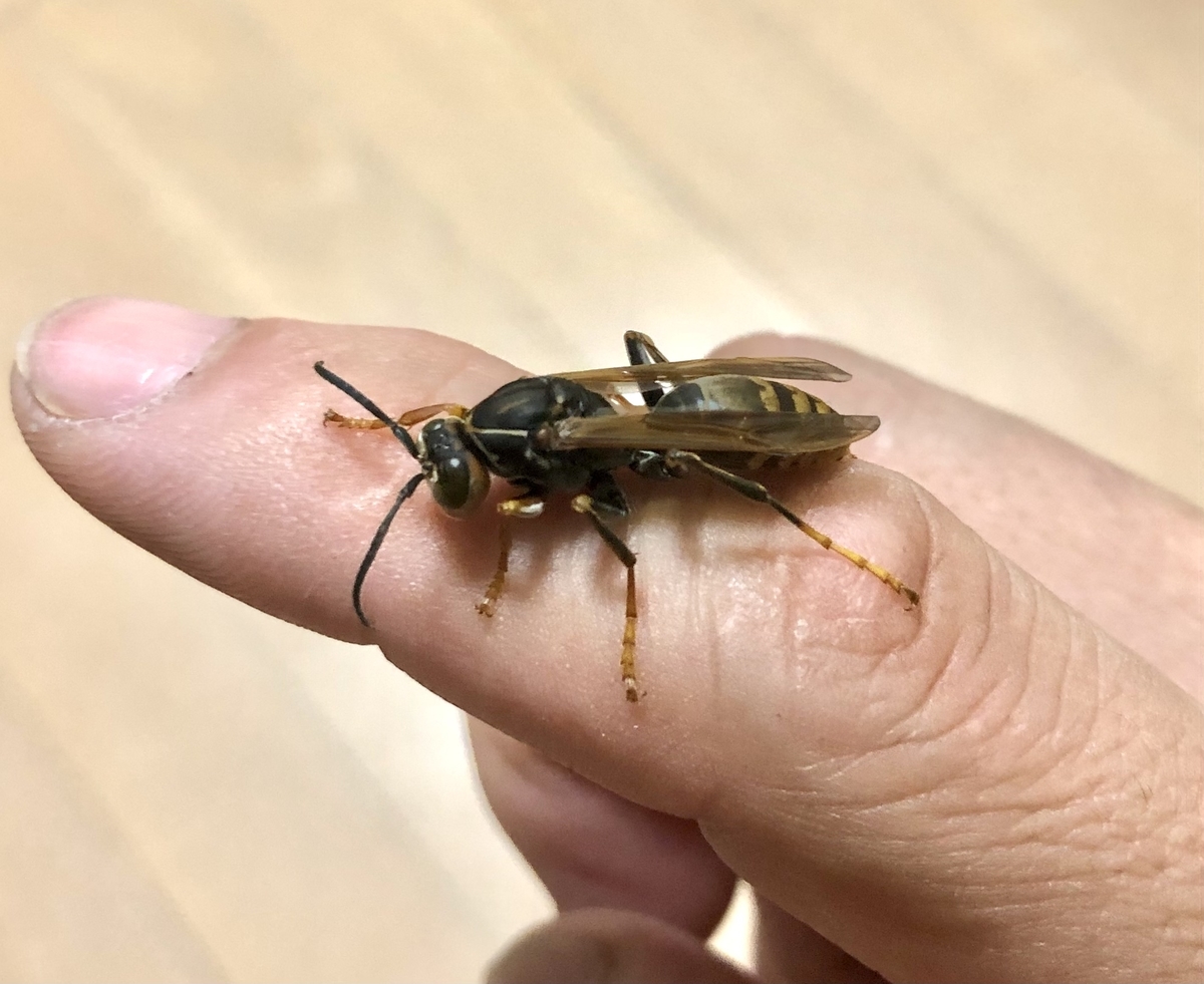 f:id:momomodoki:20210824234854j:plain