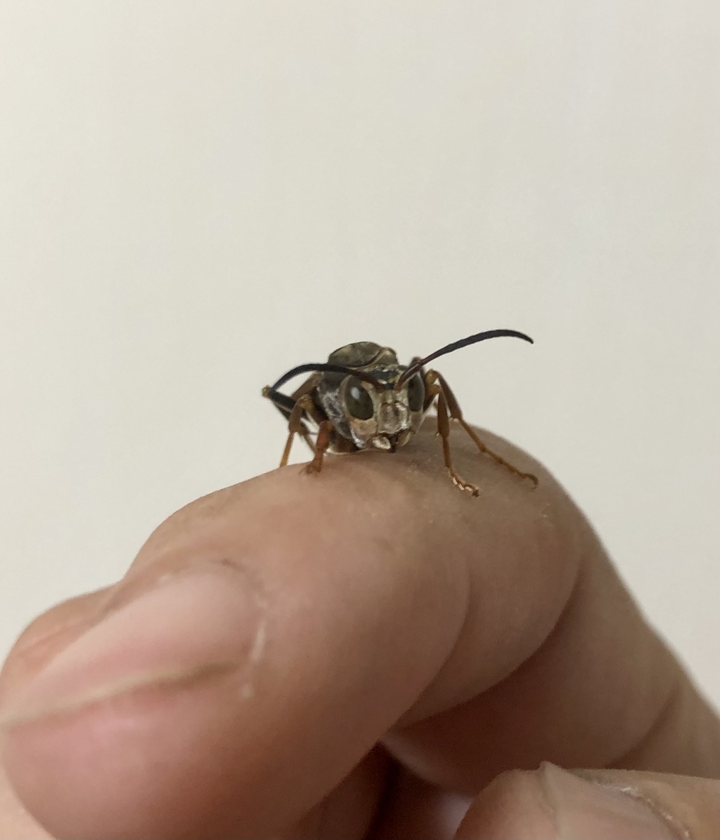 f:id:momomodoki:20210824235134j:plain