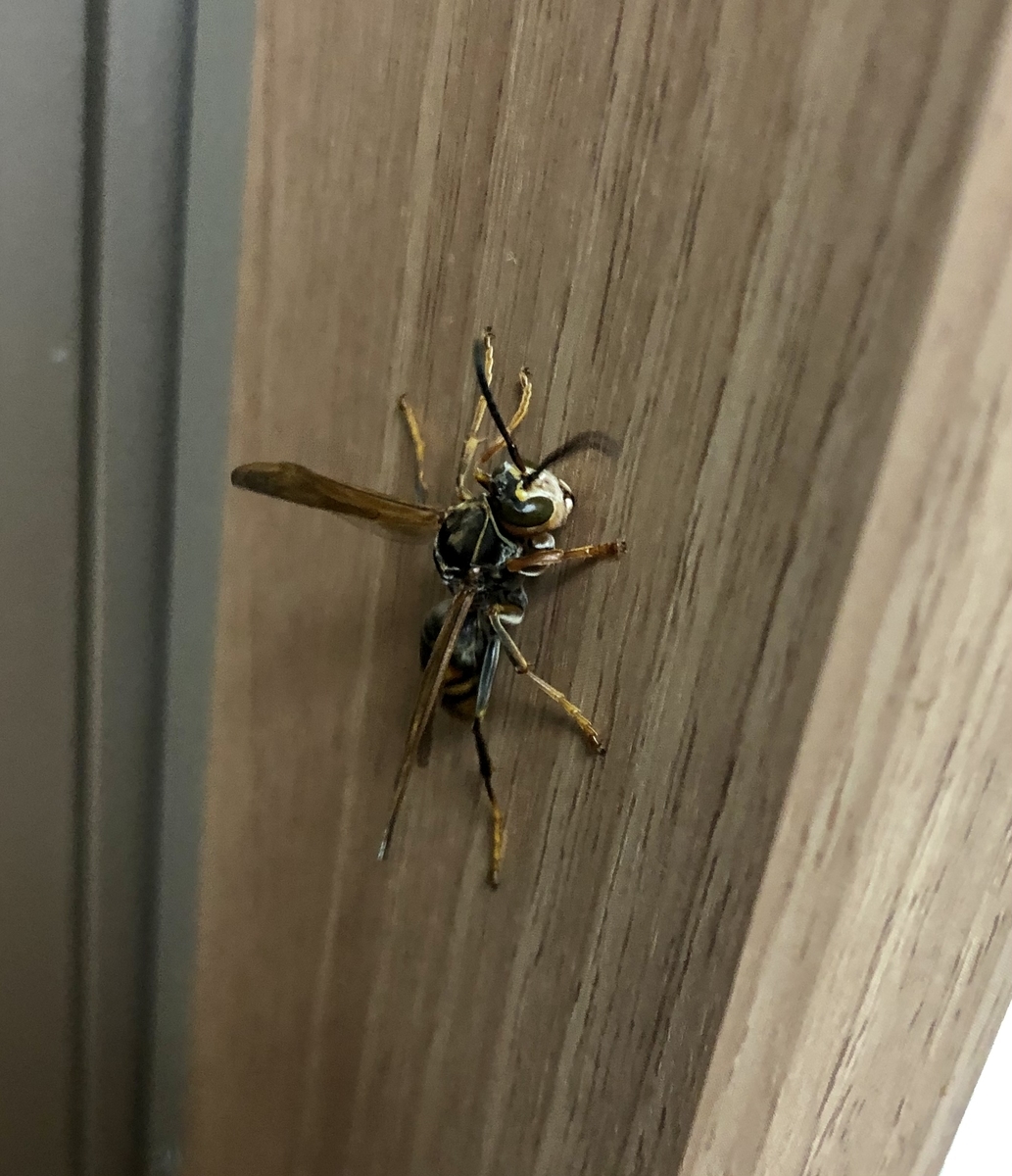 f:id:momomodoki:20210824235511j:plain