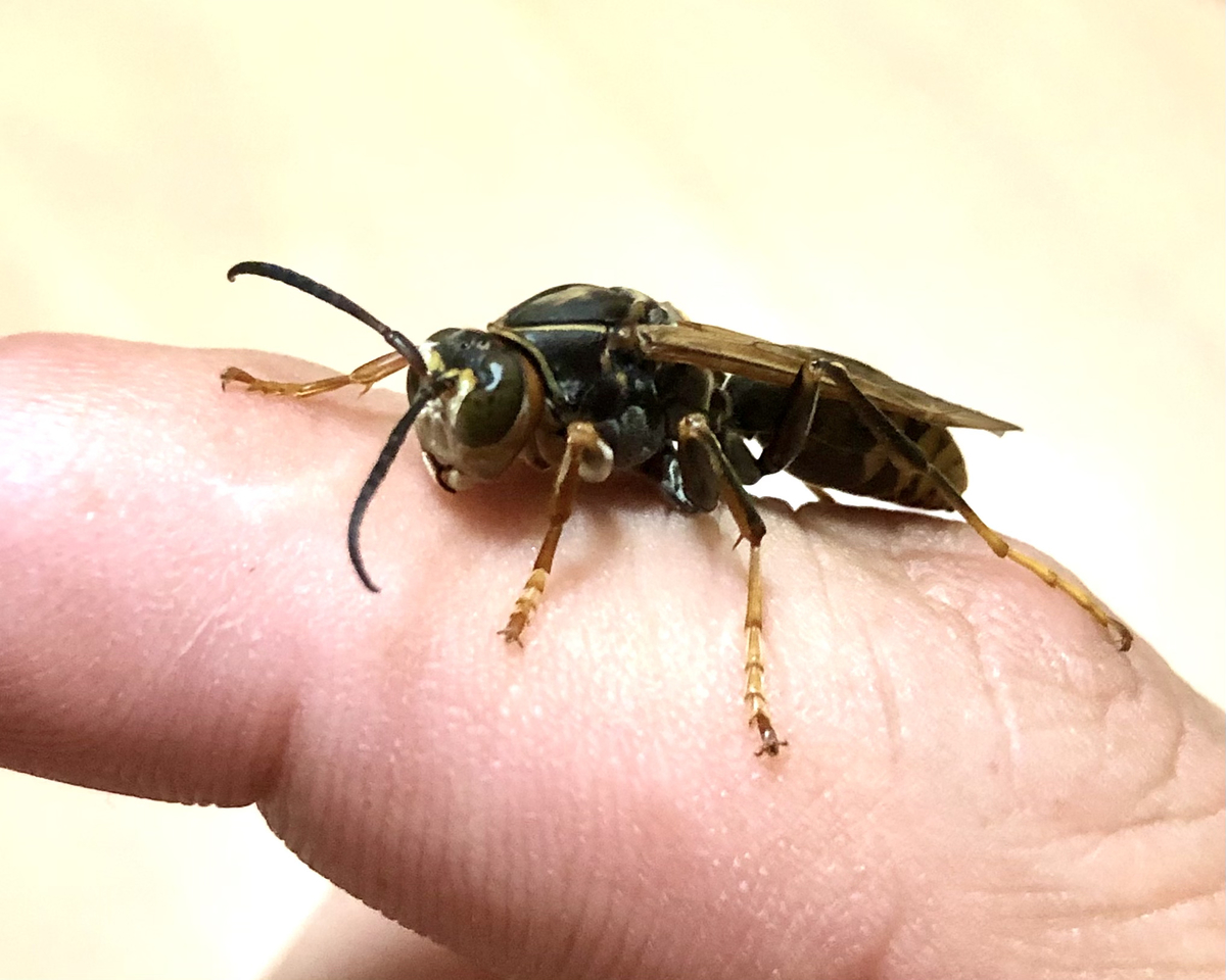 f:id:momomodoki:20210824235813j:plain