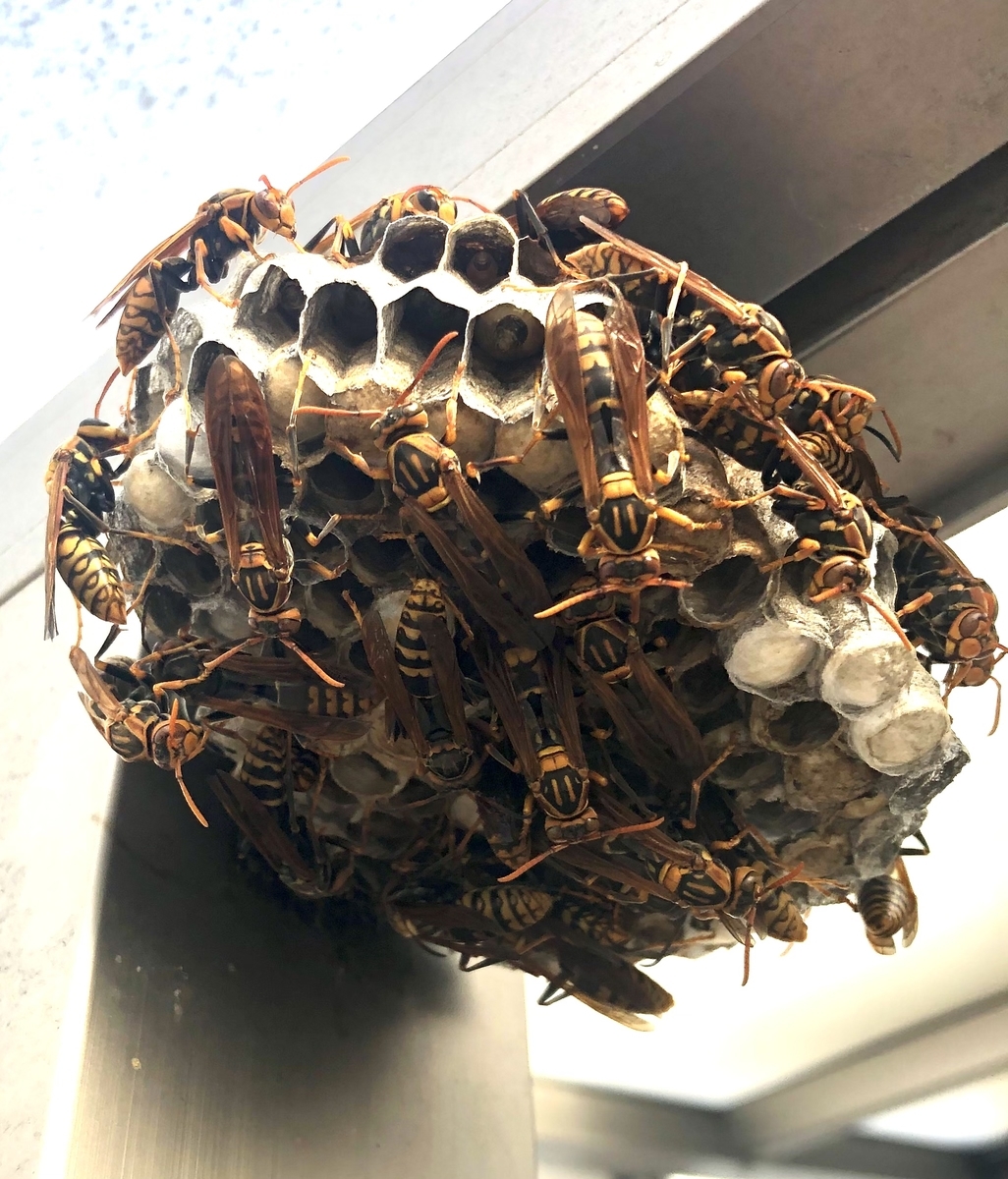 f:id:momomodoki:20210905203548j:plain