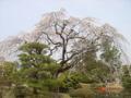 衆楽園の桜