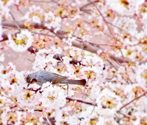 f:id:momong:20190326220831j:plain f:id:momong:20190326220831j:plain
