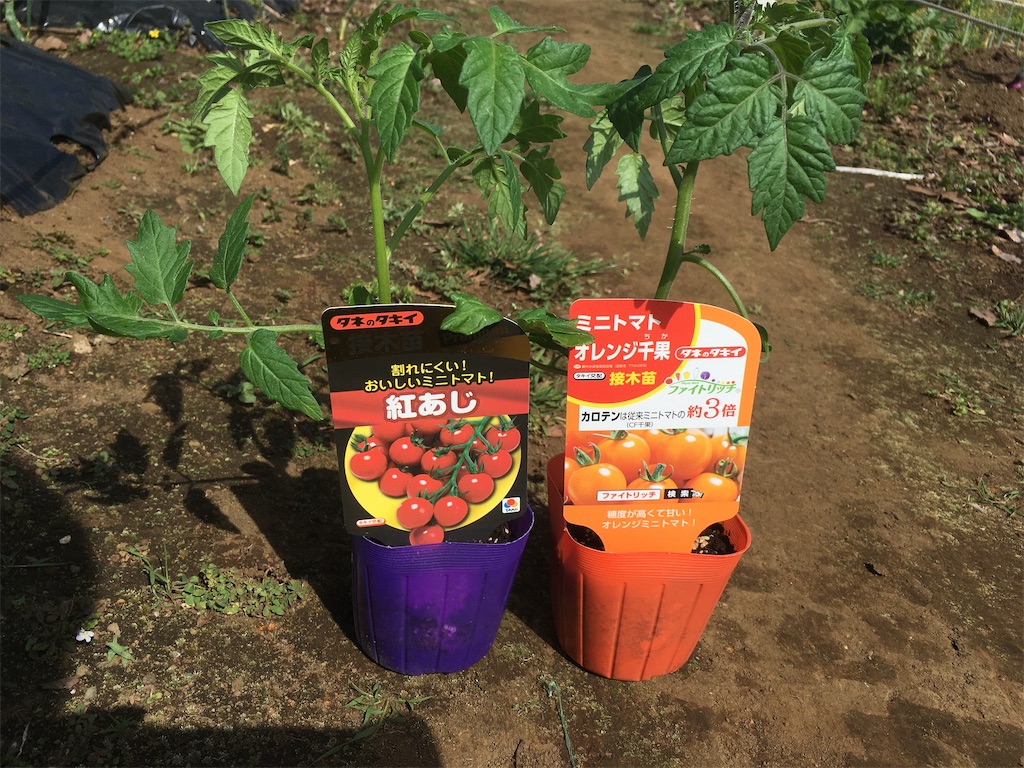 Gwは畑にgo ミニトマトの植付け 第二弾 ももんが農園日誌