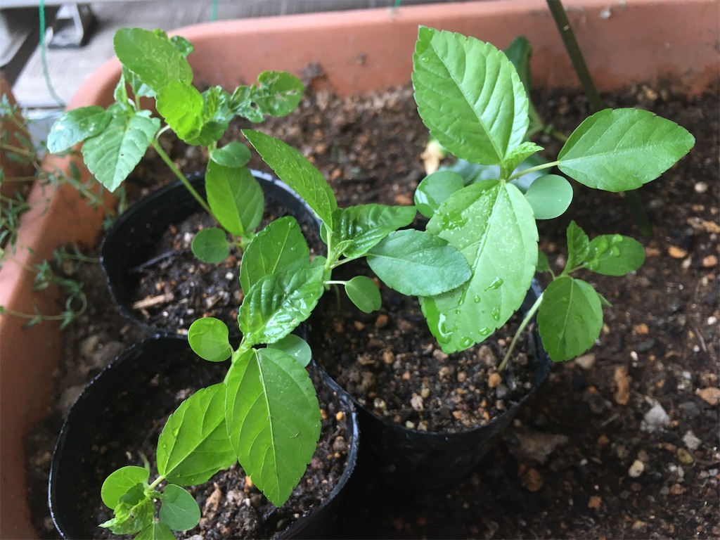 夏の葉野菜といえば 空芯菜とモロヘイヤ ももんが農園日誌