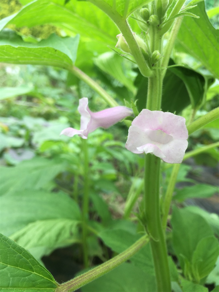 ゴマの花が咲きました ももんが農園日誌 ゴマの花が咲きました ももんが農園日誌