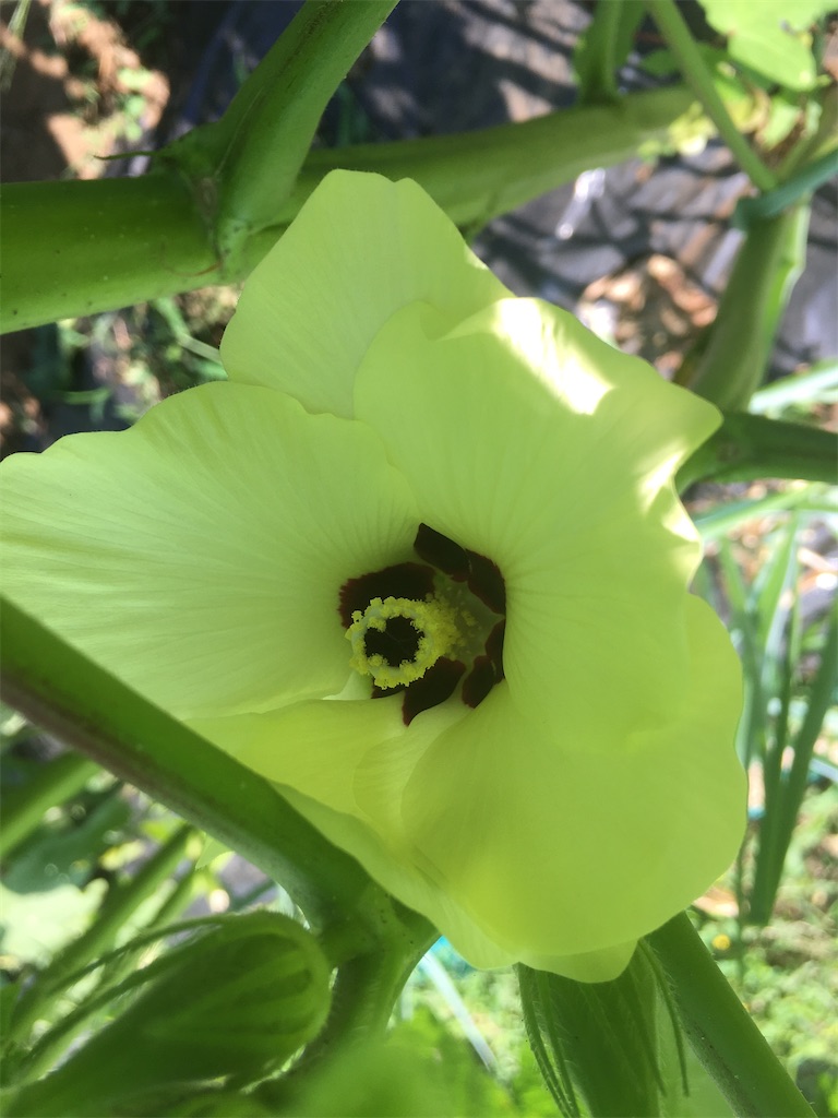 オクラ ダビデの星 の花が咲きました ももんが農園日誌