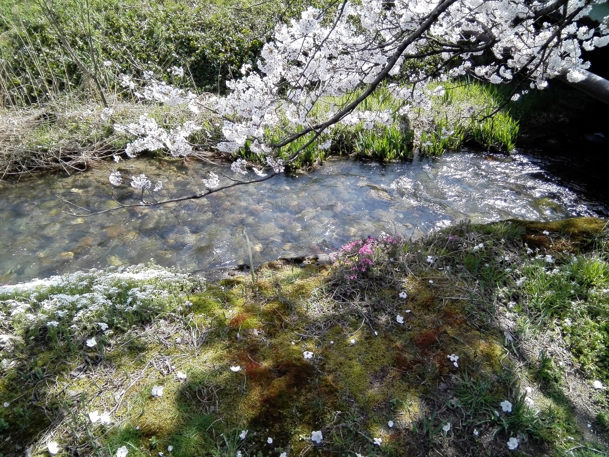 f:id:momonoane:20190406141043j:plain