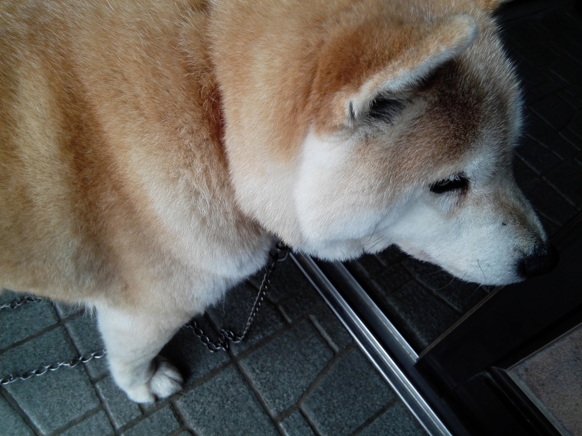 f:id:momonoane:20190519210100j:plain