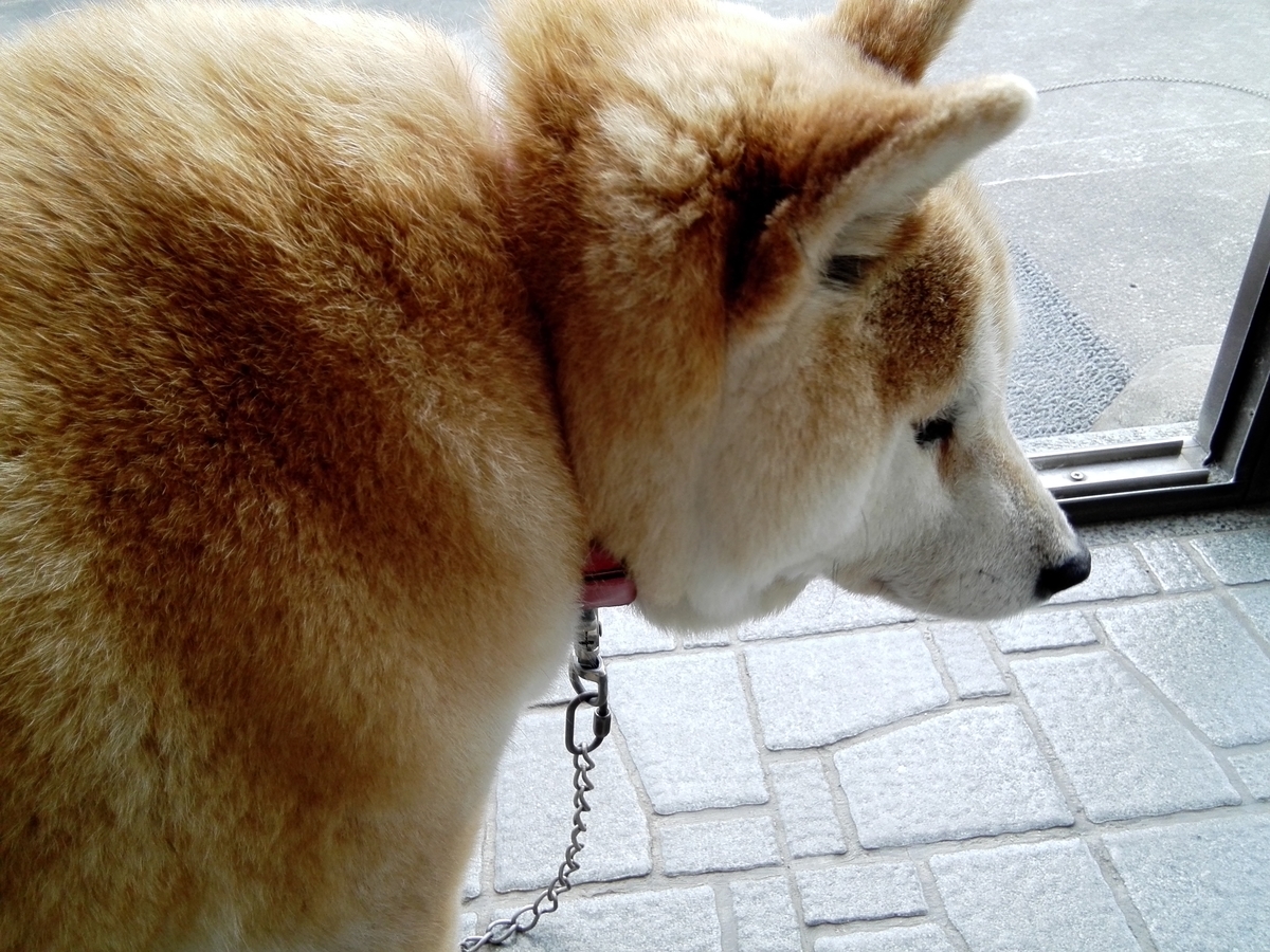 f:id:momonoane:20190519210411j:plain