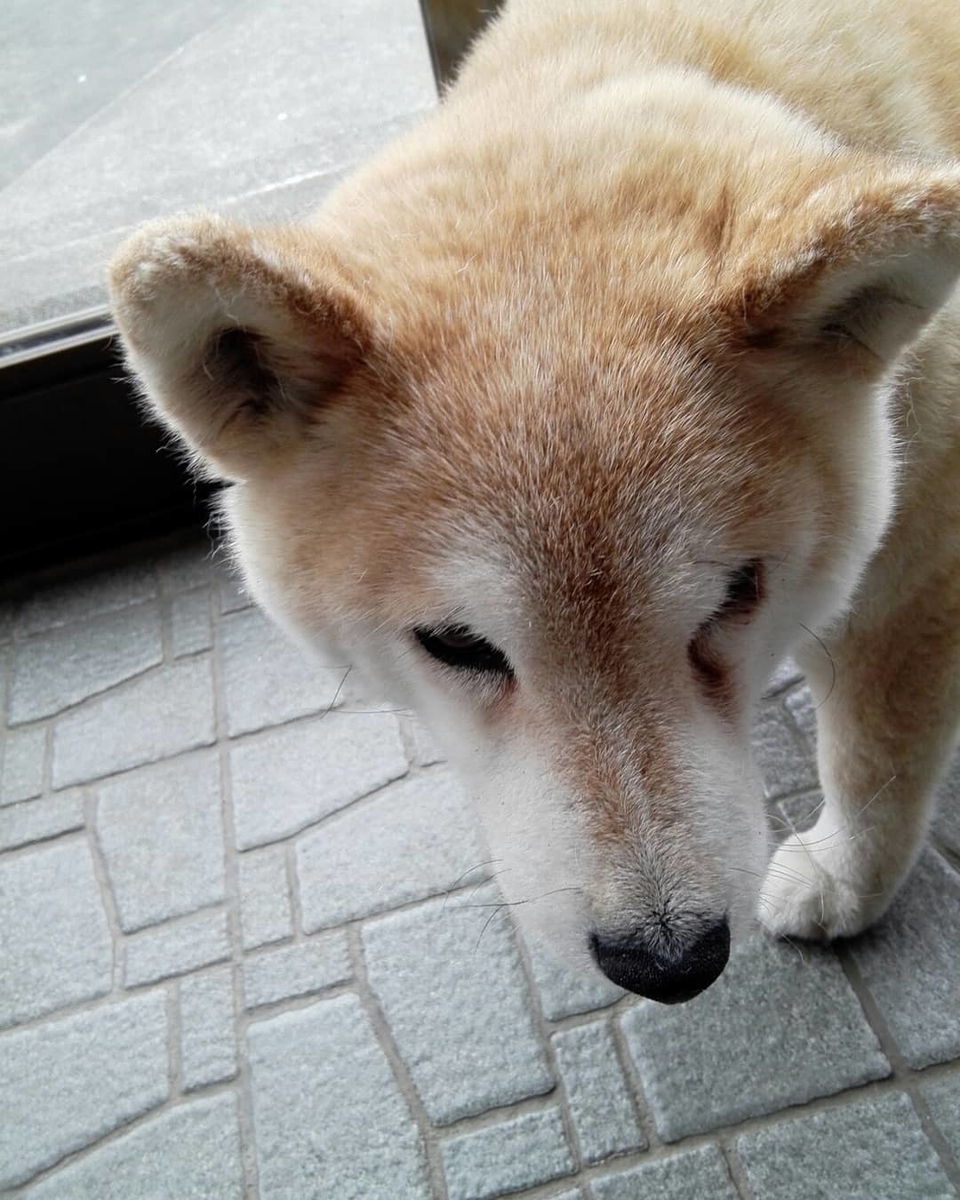 f:id:momonoane:20190708134949j:plain