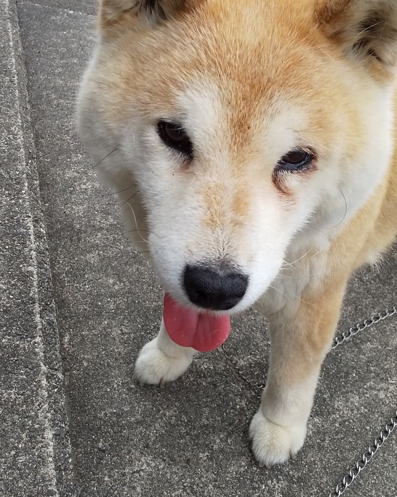 f:id:momonoane:20190708135833j:plain