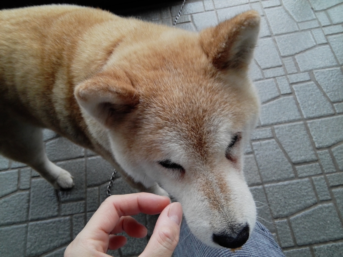 f:id:momonoane:20190712123024j:plain