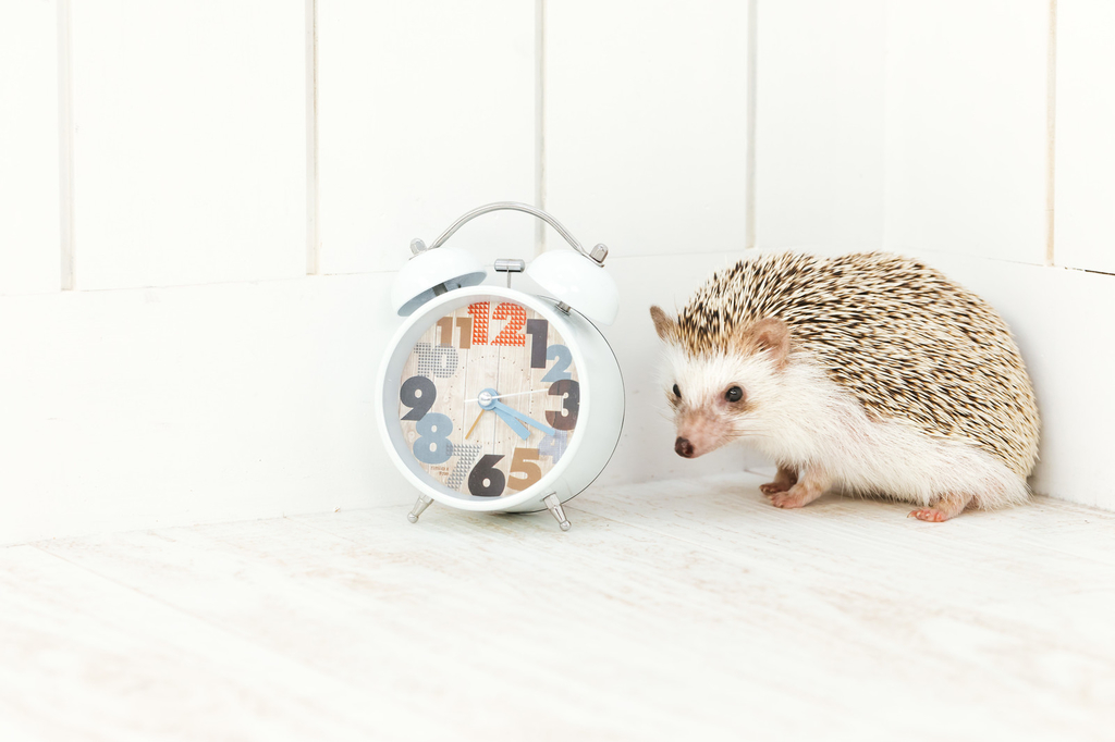 f:id:momonoco:20181211213217j:plain f:id:momonoco:20181211213217j:plain