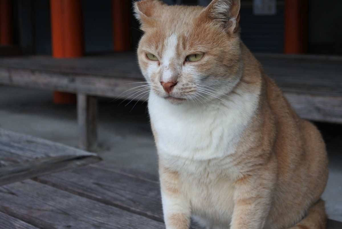 f:id:momonoco:20191111150932j:plain f:id:momonoco:20191111150932j:plain