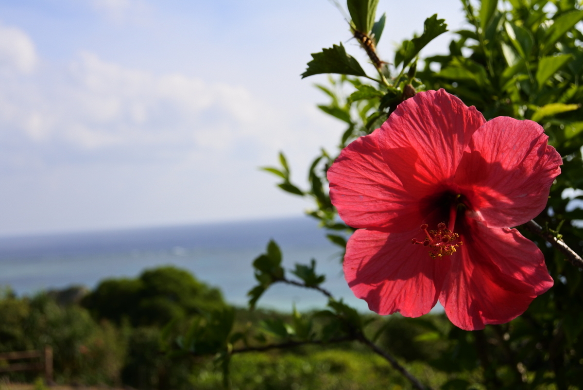 f:id:momonoco:20191228200436j:plain f:id:momonoco:20191228200436j:plain