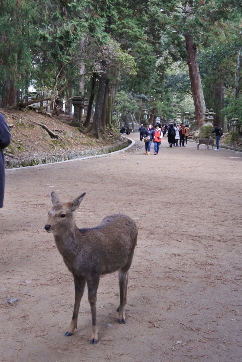 f:id:momonoco:20200121114726j:plain f:id:momonoco:20200121114726j:plain