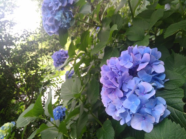 f:id:momosakukao1107:20170618085905j:image f:id:momosakukao1107:20170618085905j:image