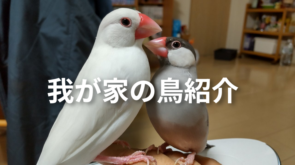 我が家の鳥さんたち - 鳥まみれ