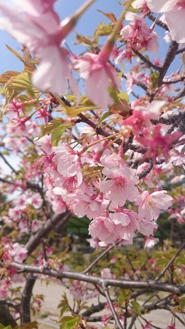 f:id:momosuke418:20180324121147j:plain