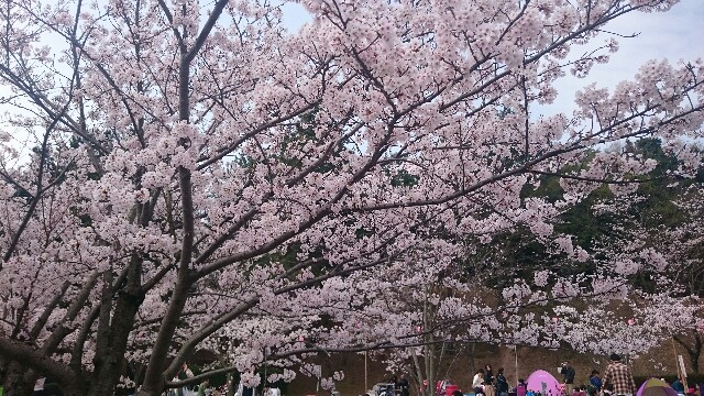 f:id:momosuke418:20180402212010j:plain