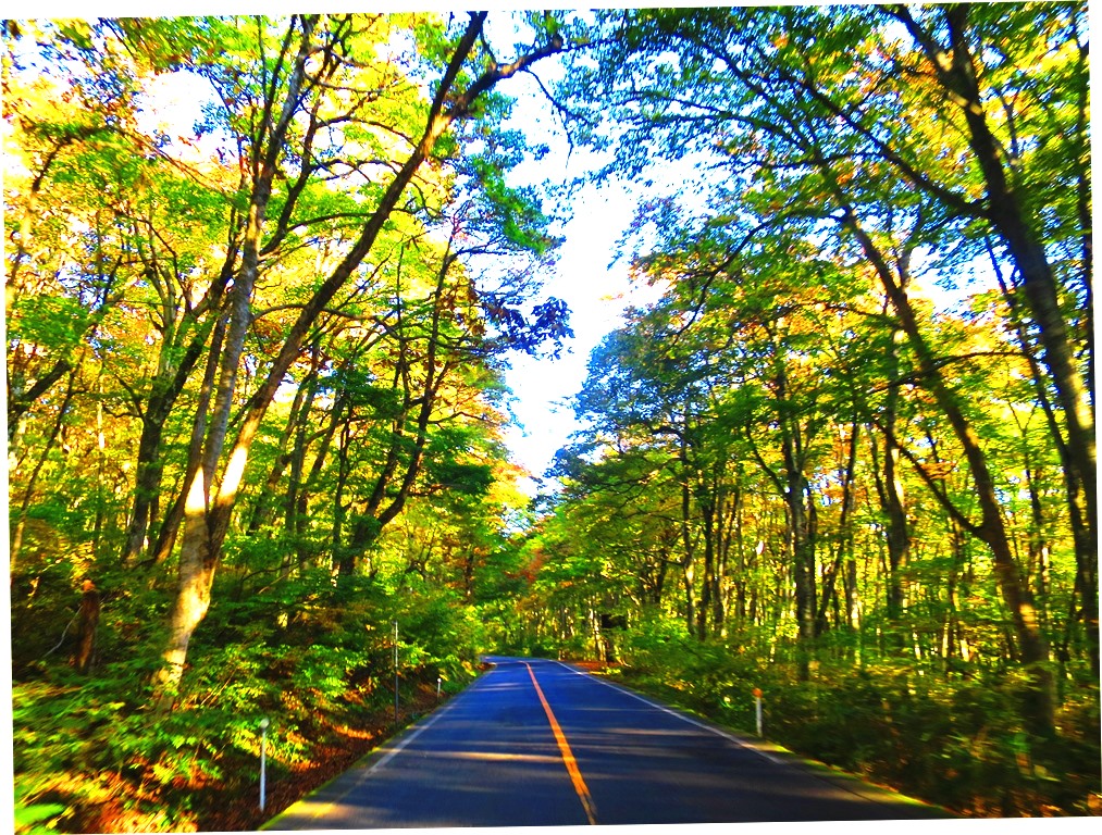 f:id:momotchi_blog:20191103063420j:plain