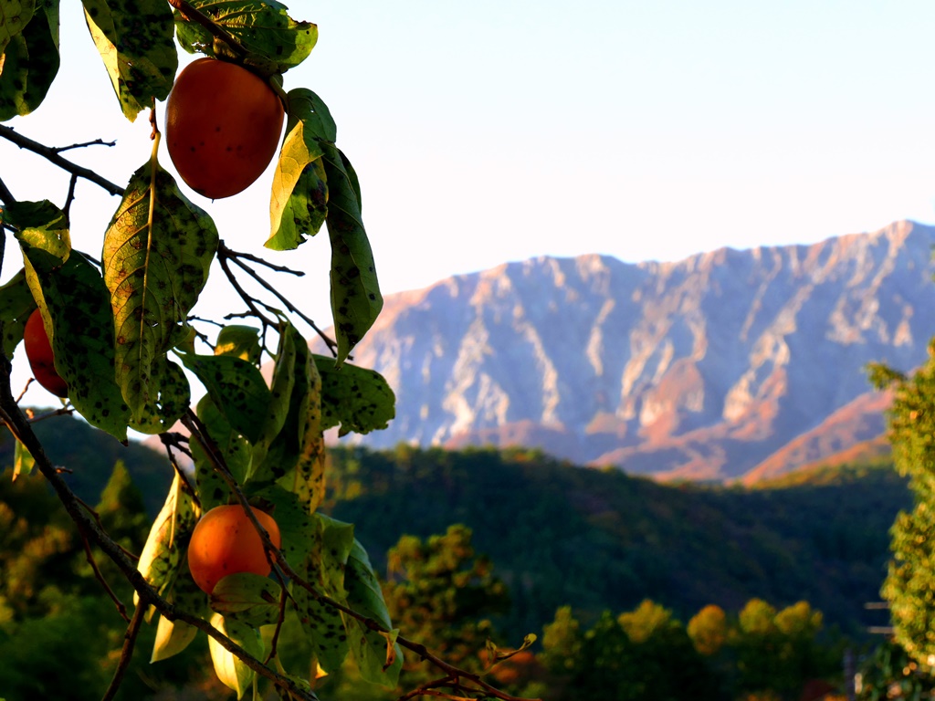 f:id:momotchi_blog:20191103071141j:plain