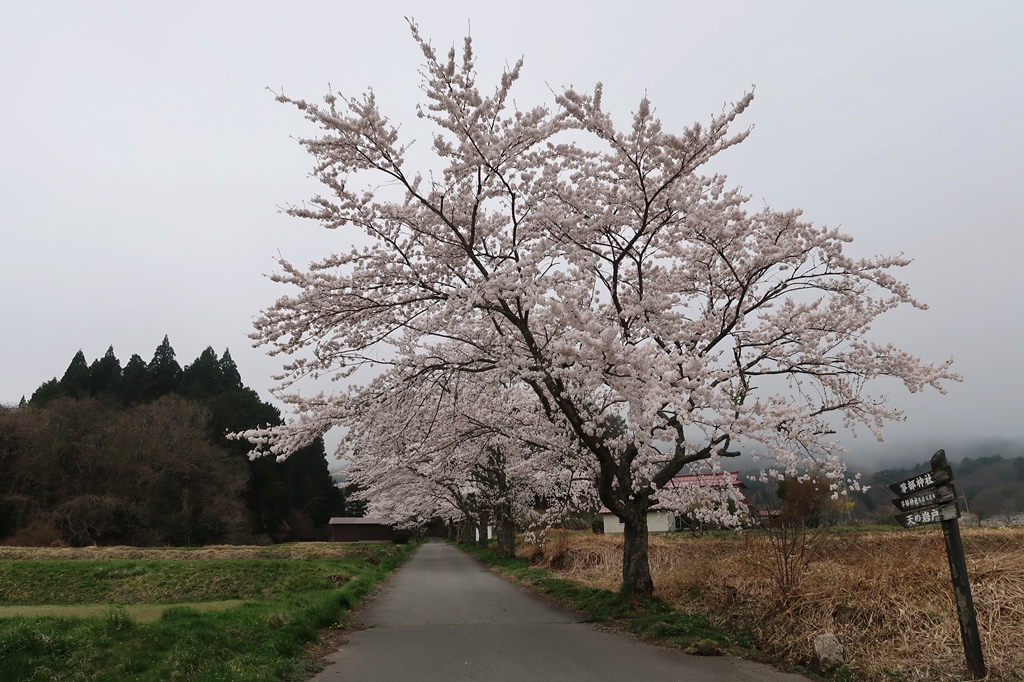 f:id:momotchi_blog:20220413211740j:plain