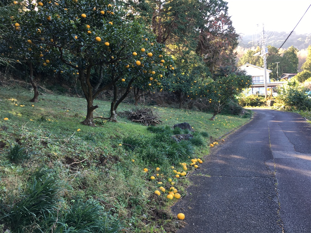 f:id:momotiger:20201228151615j:image