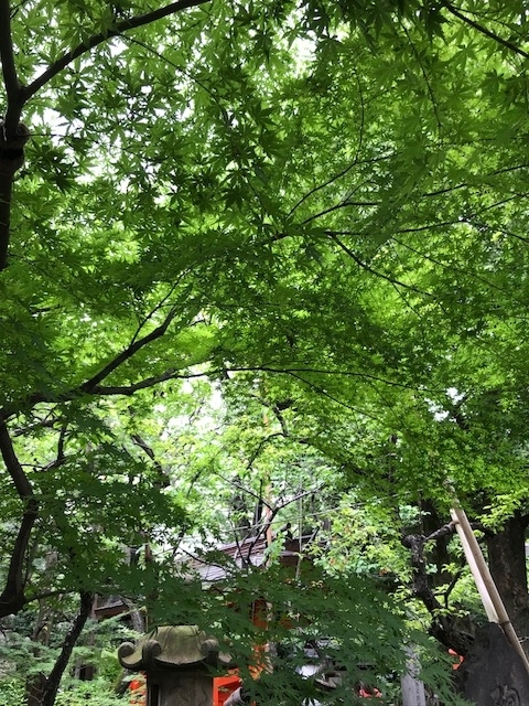 愛宕神社の境内にあるもみじ