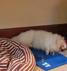 f:id:momotooranda:20180904232351j:plain f:id:momotooranda:20180904232351j:plain