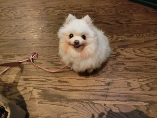 f:id:momotooranda:20180904232711j:plain f:id:momotooranda:20180904232711j:plain