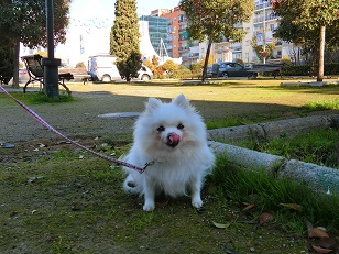 f:id:momotooranda:20190113015030j:plain f:id:momotooranda:20190113015030j:plain