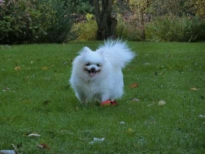 f:id:momotooranda:20201023195722j:plain