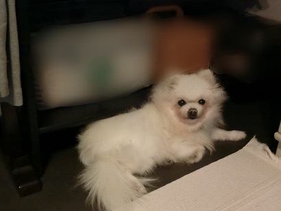 f:id:momotooranda:20201215213214j:plain