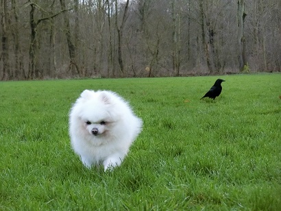 f:id:momotooranda:20201230204713j:plain