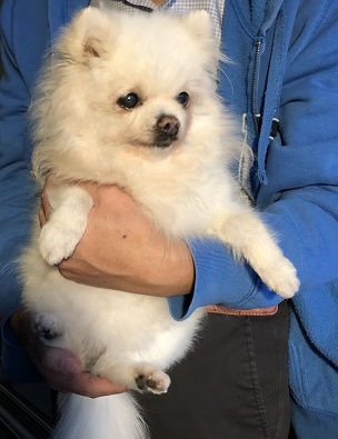 f:id:momotooranda:20210116233113j:plain