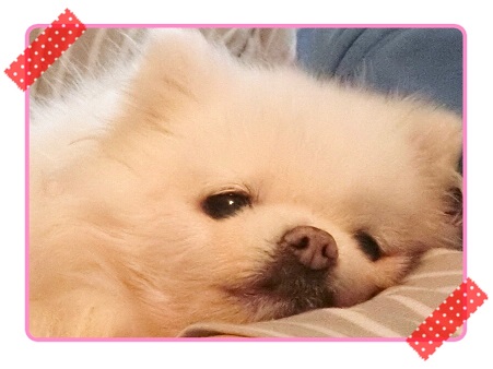 f:id:momotooranda:20211209021918j:plain