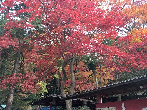 f:id:momotoyuin:20171124011958j:plain